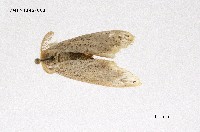 藏品(毒蛾科)的圖片